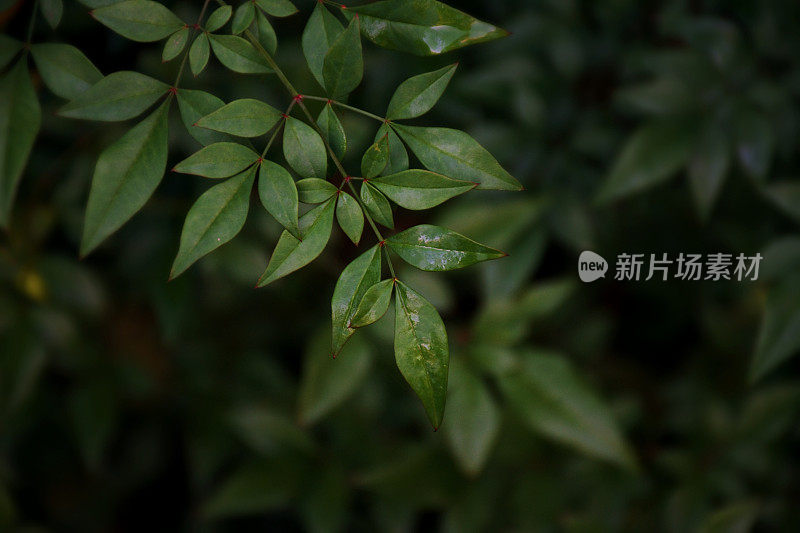 绿色自然的特写抽象背景-竹子(Bambusa compacta)